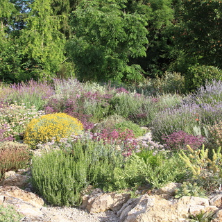 Jardin sauvage du clos Saint-Lubin