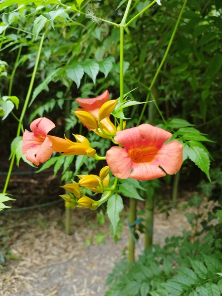 TROPICALAND La Jungle aux Dinosaures