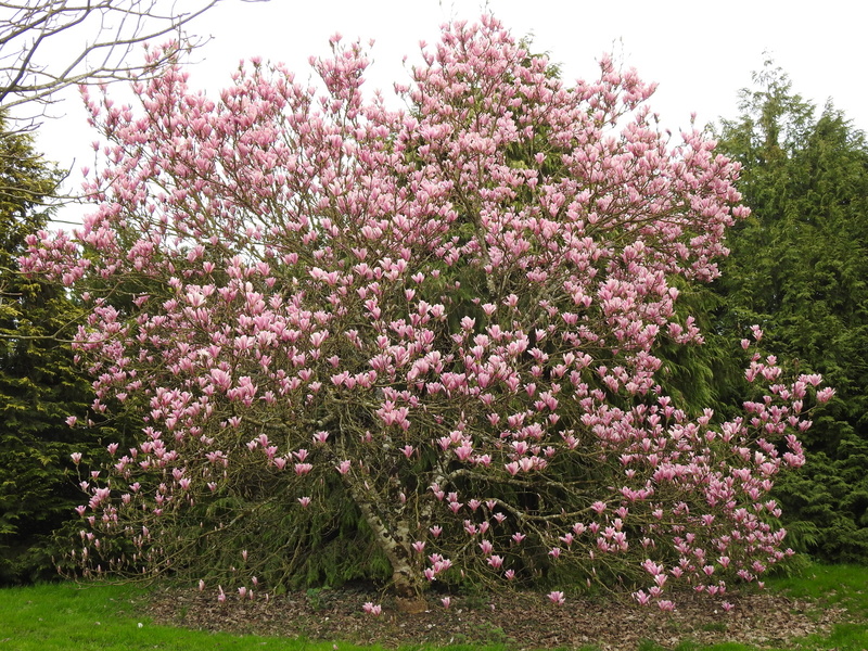 La prairie enchantée