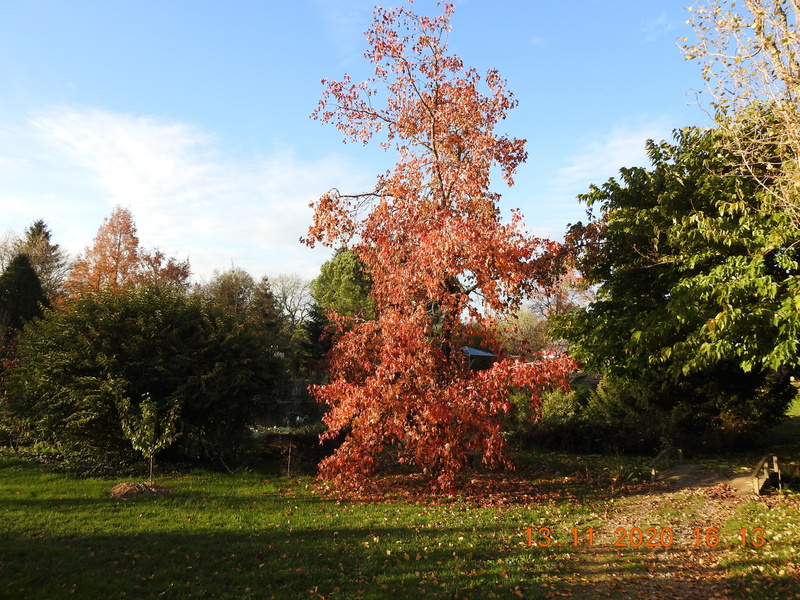 La prairie enchantée