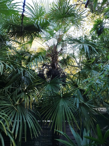 TROPICALAND La Jungle aux Dinosaures