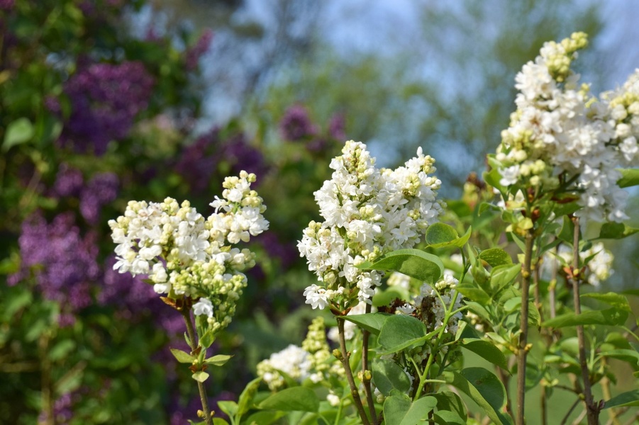 LES JARDINS DE BROCÉLIANDE