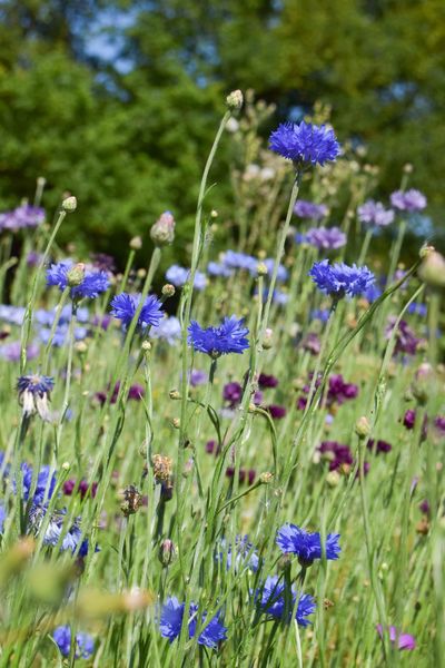 LES JARDINS DE BROCÉLIANDE