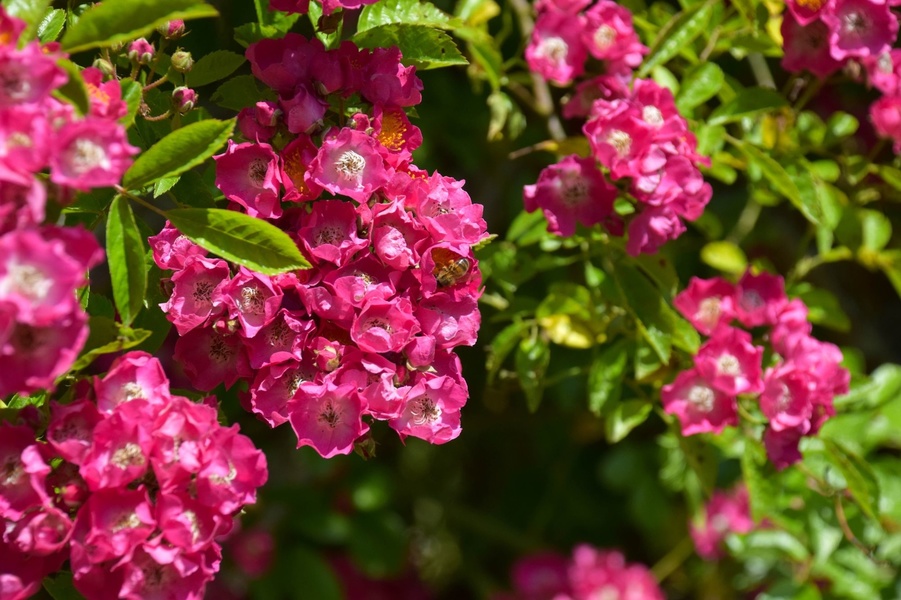 LES JARDINS DE BROCÉLIANDE