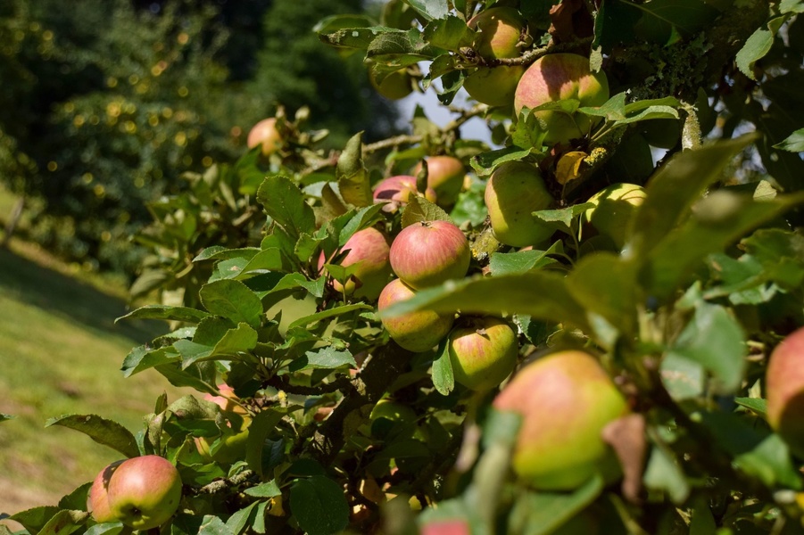 LES JARDINS DE BROCÉLIANDE