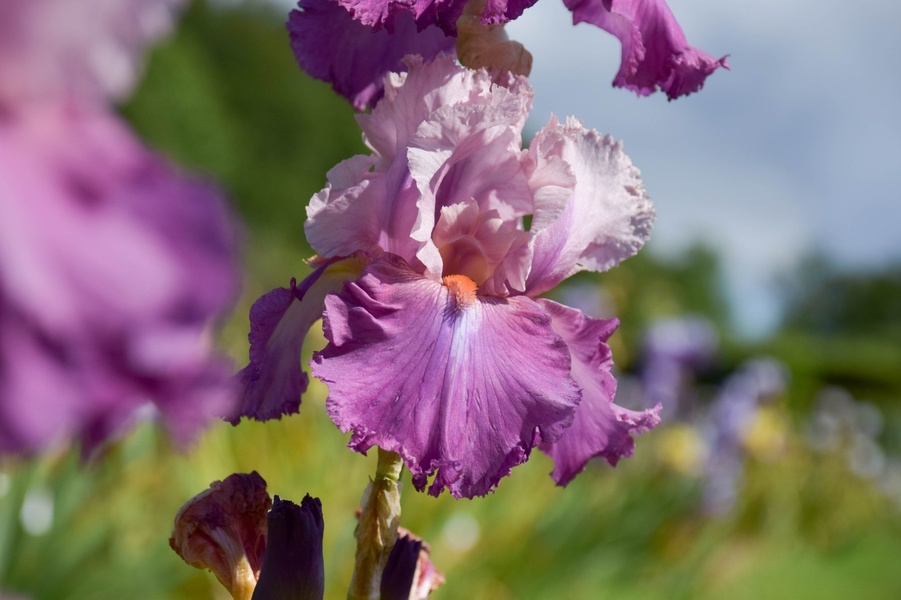 LES JARDINS DE BROCÉLIANDE